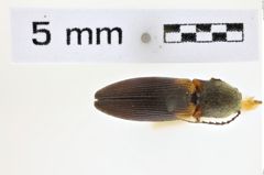 Foto (Dorsalansicht) von Athous scapularis (NHMW-ZOO-COL-0008580)